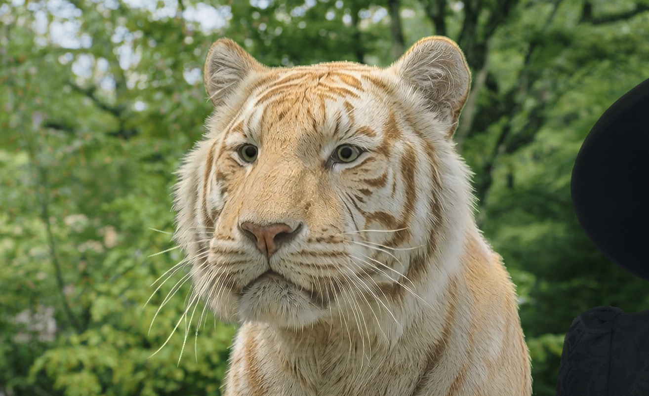  森 虎雄（もり とらお）